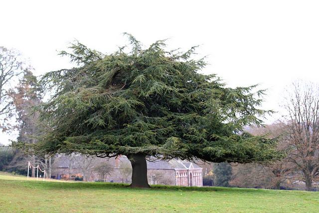 Tree at Killerton