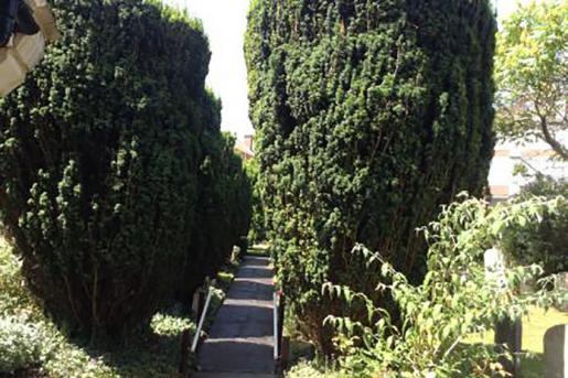 The central path with mature Yew trees