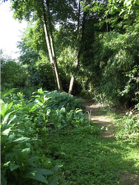 Agroforestry Research Trust, Dartington