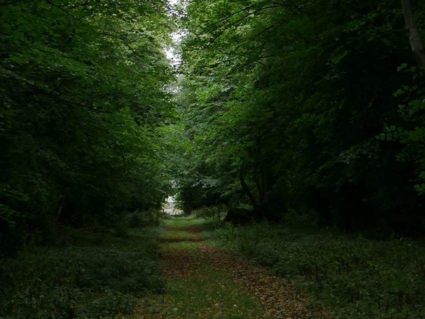 Poltimore landscape