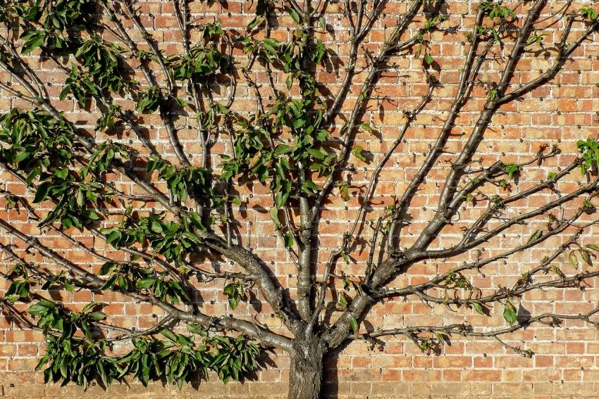 Walled Garden