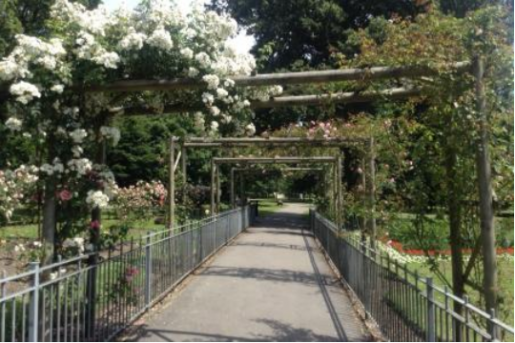 Beaumont Park rose pergola