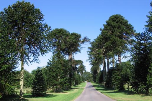 Monkey Puzzle Avenue