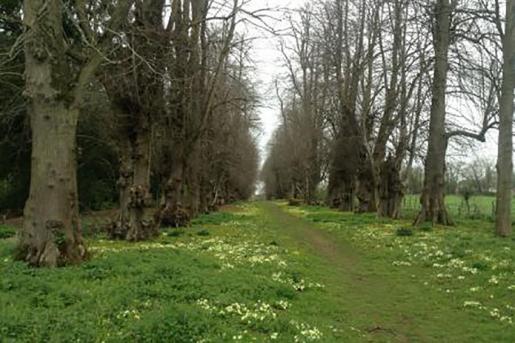 The lime avenue