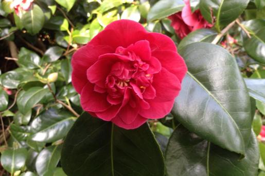 camelia