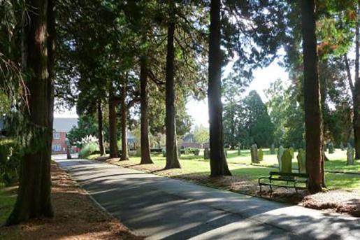 Avenue of cupressus