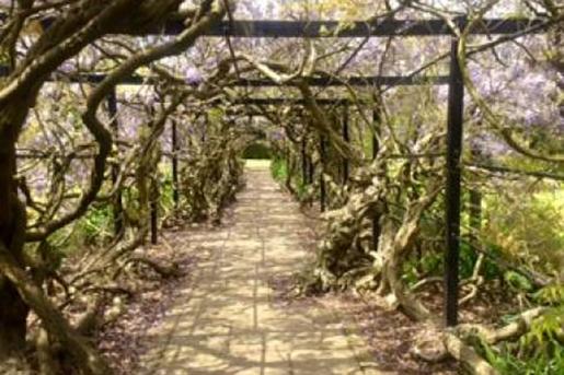 Wisteria arch at Pinces Gardens