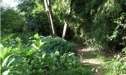 Agroforestry Research Trust, Dartington