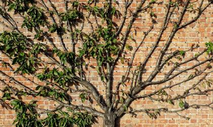 Walled Garden